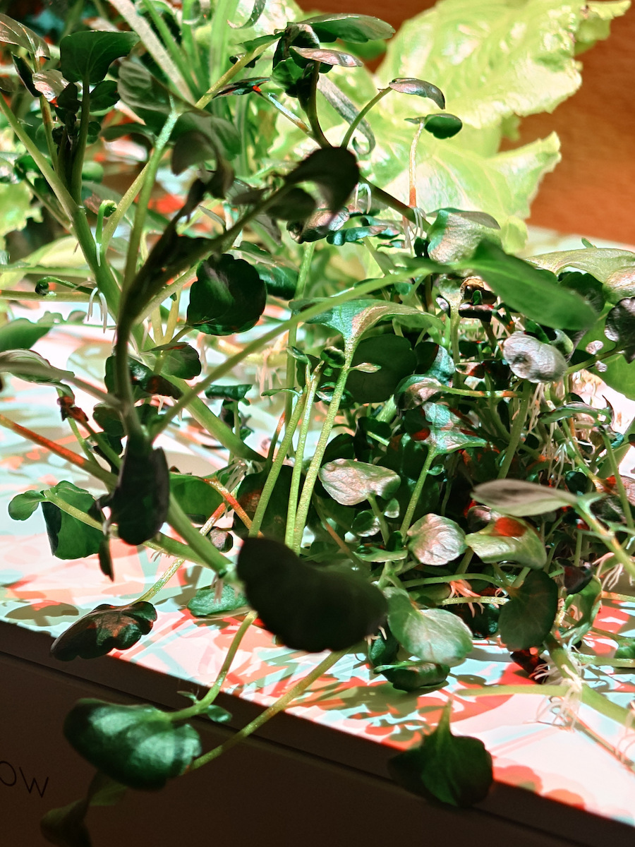 Agrosmart Семена 2гр
