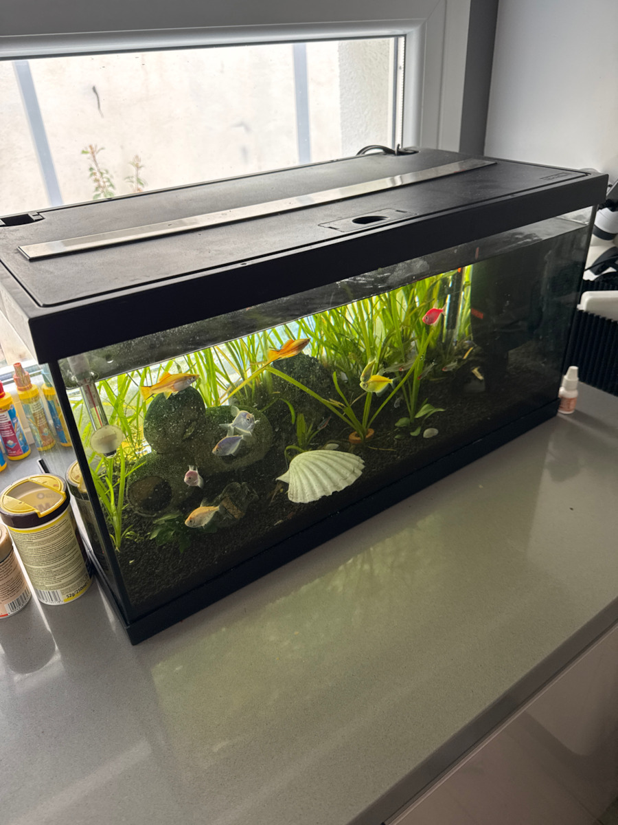 Eheim Aquastar 54 LED Fish Aquarium Capacity 54lt with Lighting, Heater, Filter and 60x30x30cm Black