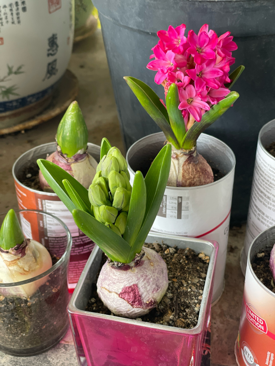 Gemma Zwiebeln Hyacinthus Mangekyō 2Stück