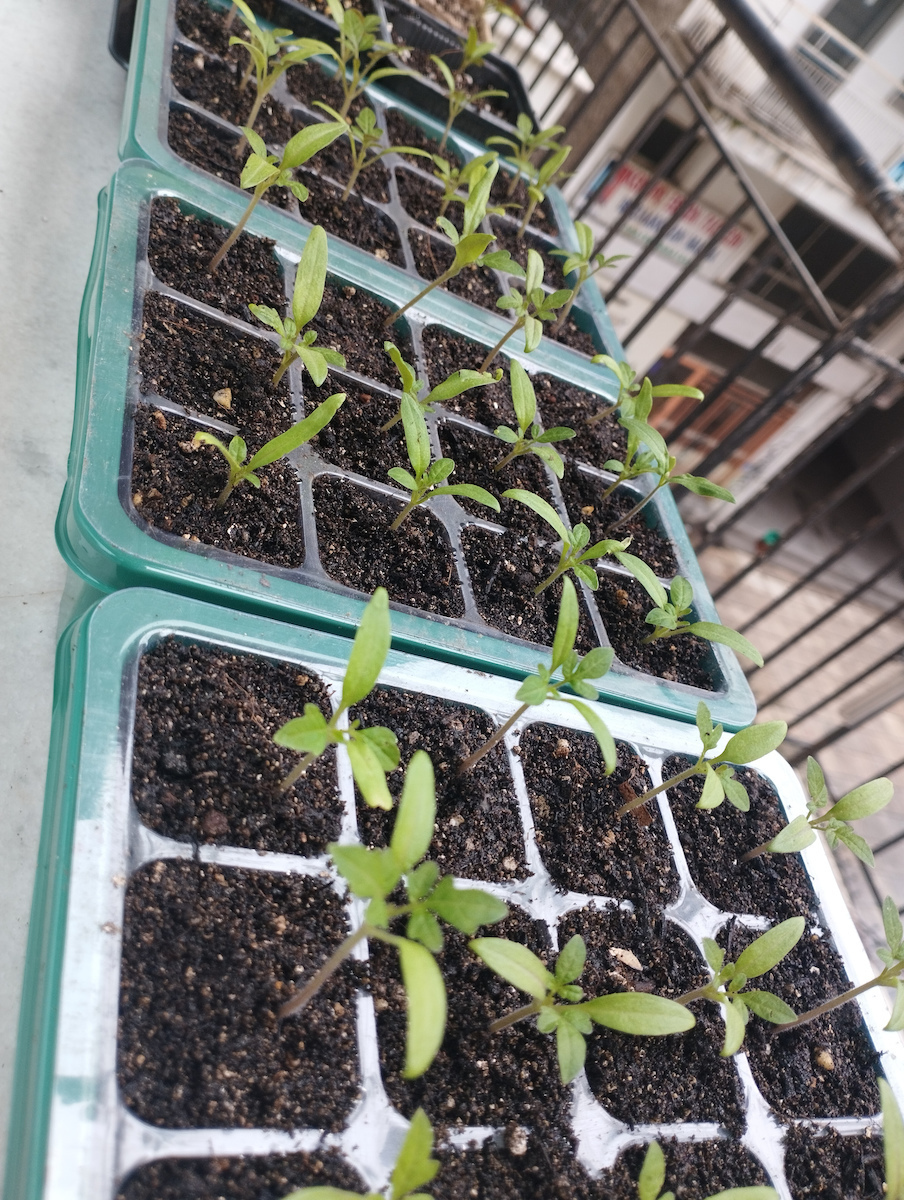Gemma Seeds Tomatoς Marmade 1.5gr