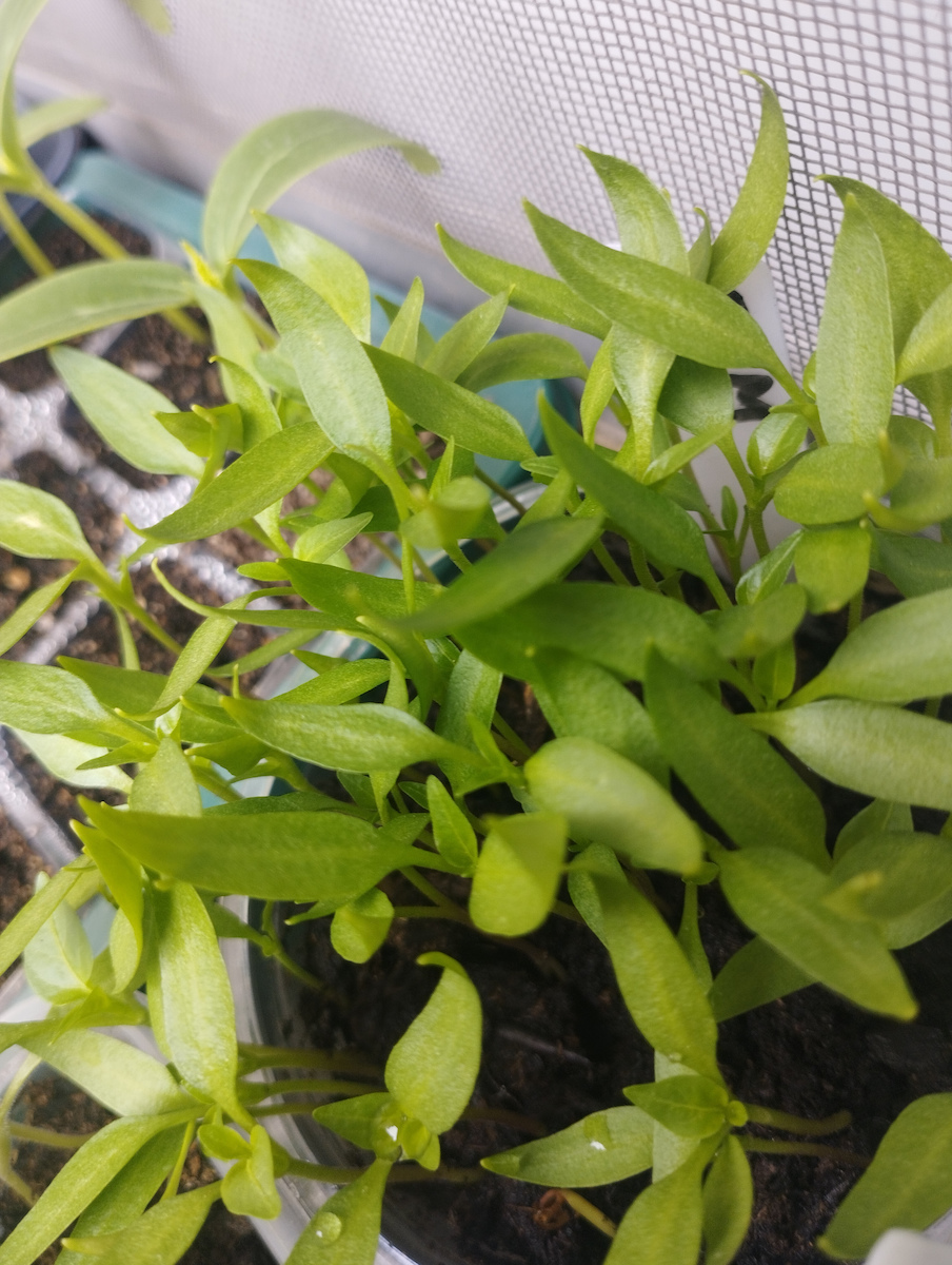 Gemma Green Horn Pepper Seeds 12756