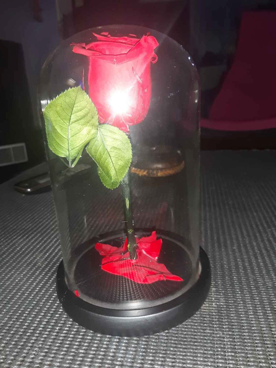 Eternal Rose Red Passion 22cm in Yala Aleiferopoulos Flowers