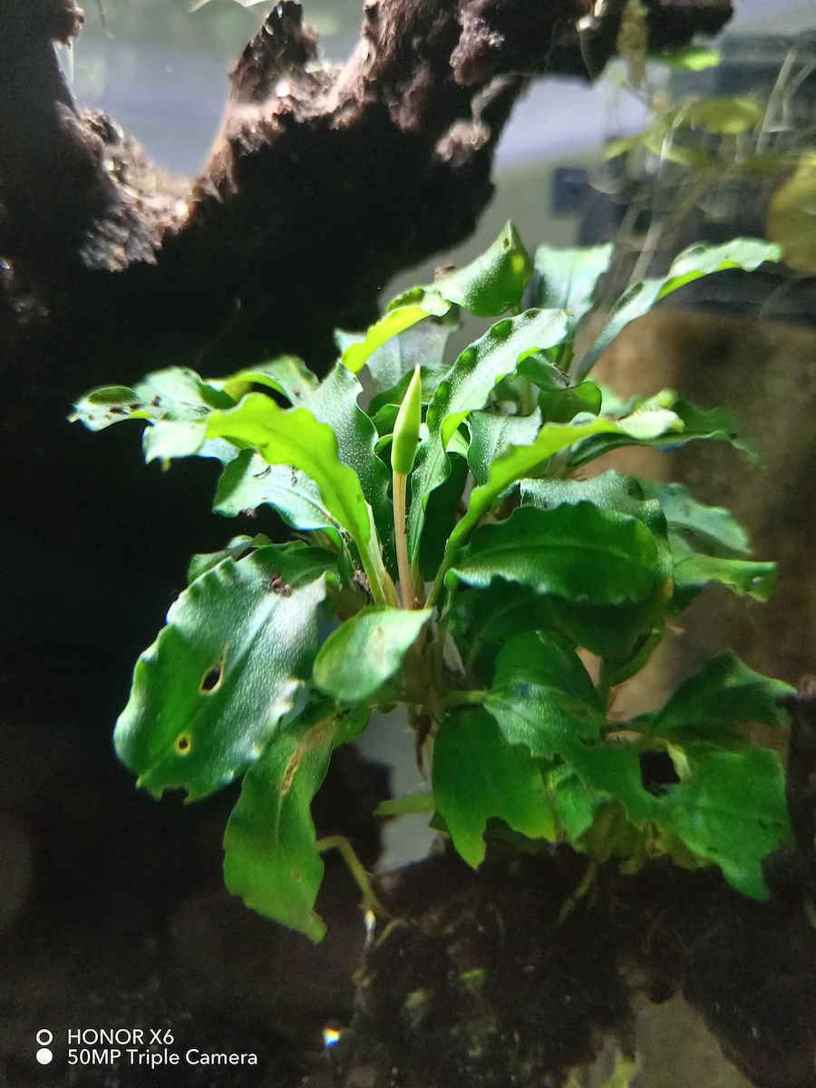 Stoffels S.i Ζωντανό Φυτό Ενυδρείου Bucephalandra