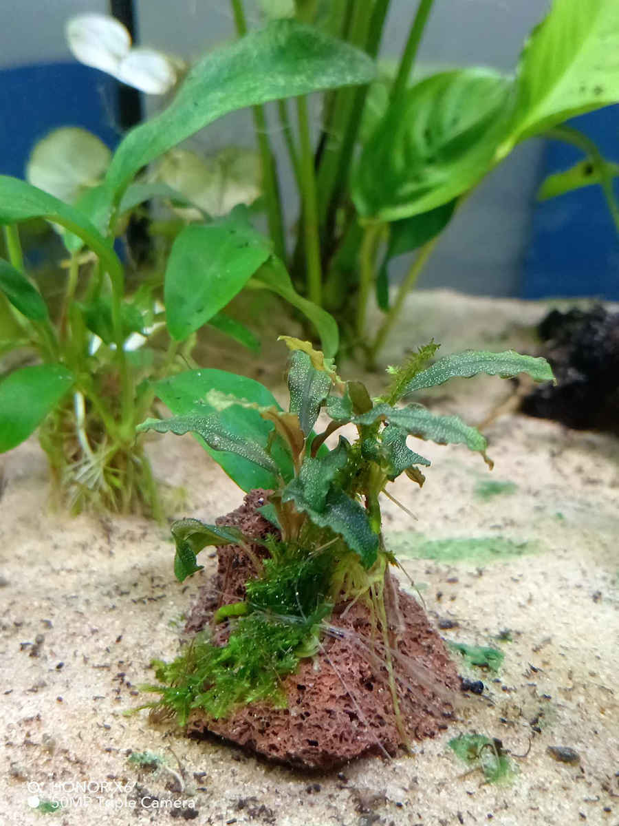 Dennerle Plant Care Pro Daily
