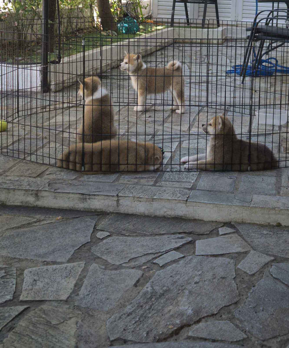 Gard pentru animale de companie din fier, formă configurabilă, ușă de acces, 3XL 155x155x61cm, negru