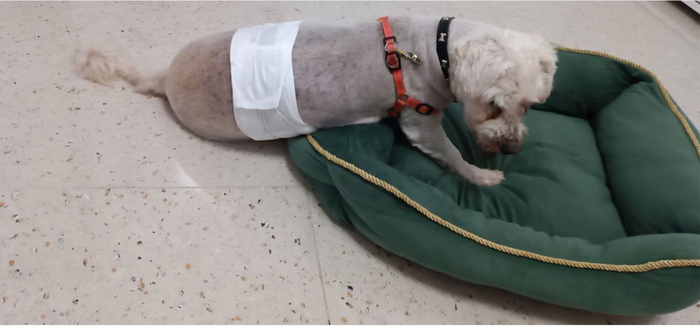 Clean Pets Schimb de scutece pentru câini Mediu 12buc