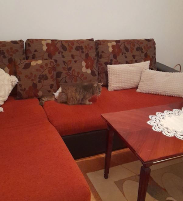 Clean Pets Schimb de scutece pentru câini Mici / Foarte mic 12buc