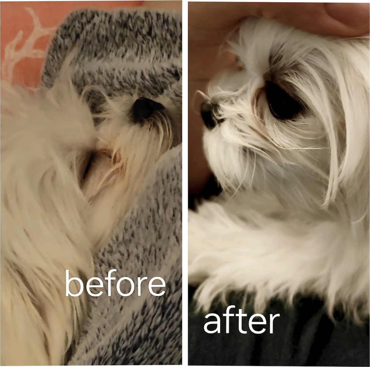 Top Dog Shampoo Dog