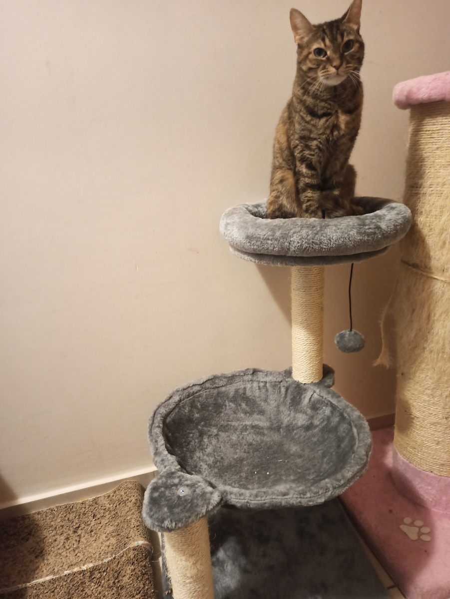 Animal Cat Scratching Post Cat Trees Gray 2 levels 40x40x71cm