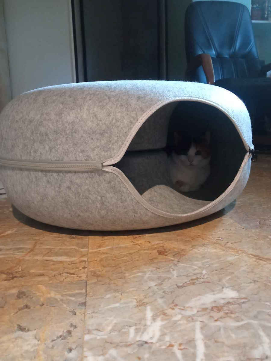 Гнездо Котка Сив
