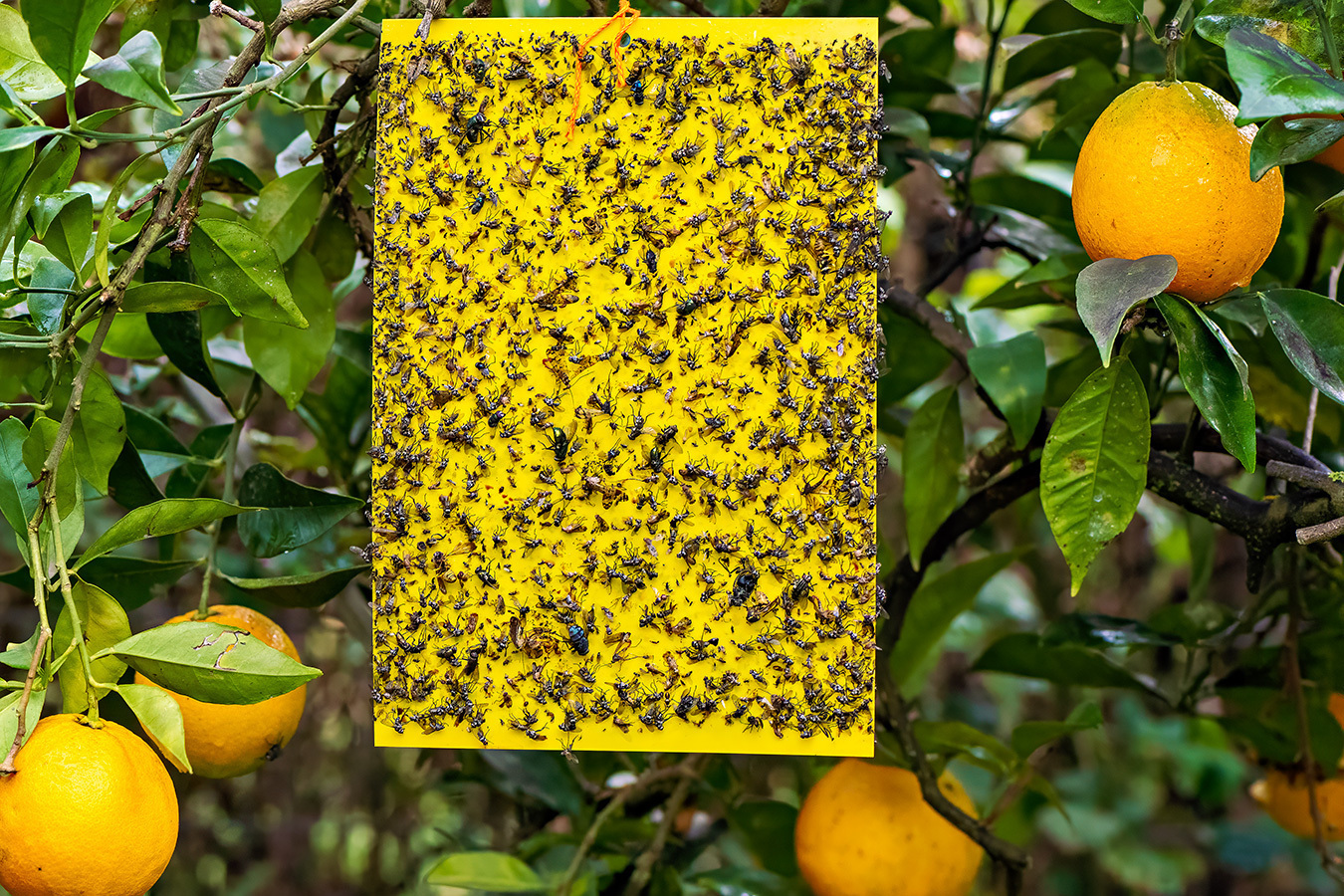Quality For You Insect Trap for Mosquitoes Flies Wasps Ants Whiteflies Aphids Thrips and Mediterranean Fruit Fly 10 Pieces