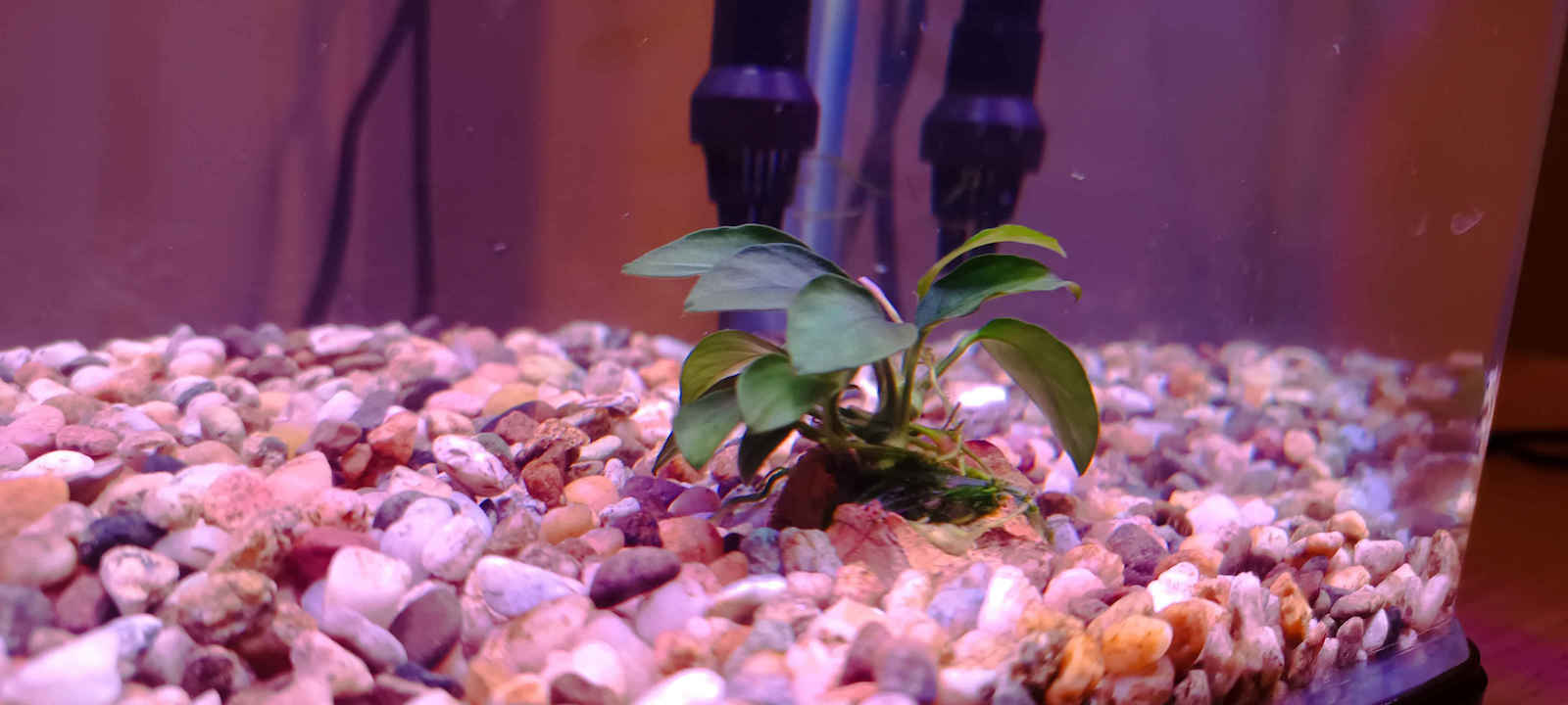 Misirlis Aquarium Anubias Petite Ζωντανό Φυτό Ενυδρείου