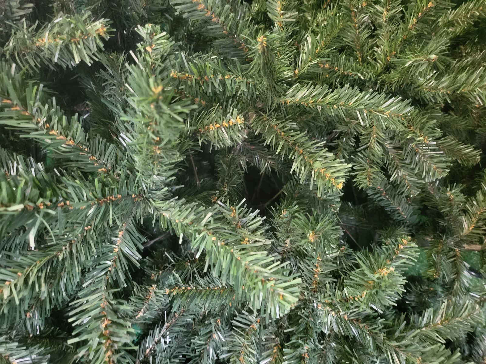 Christmas Tree Balsam Fir 225cm with 1392 Branches