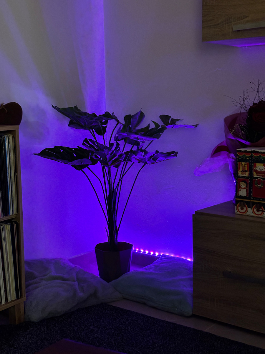 Μονστέρα σε Γλάστρα 70cm Gardin