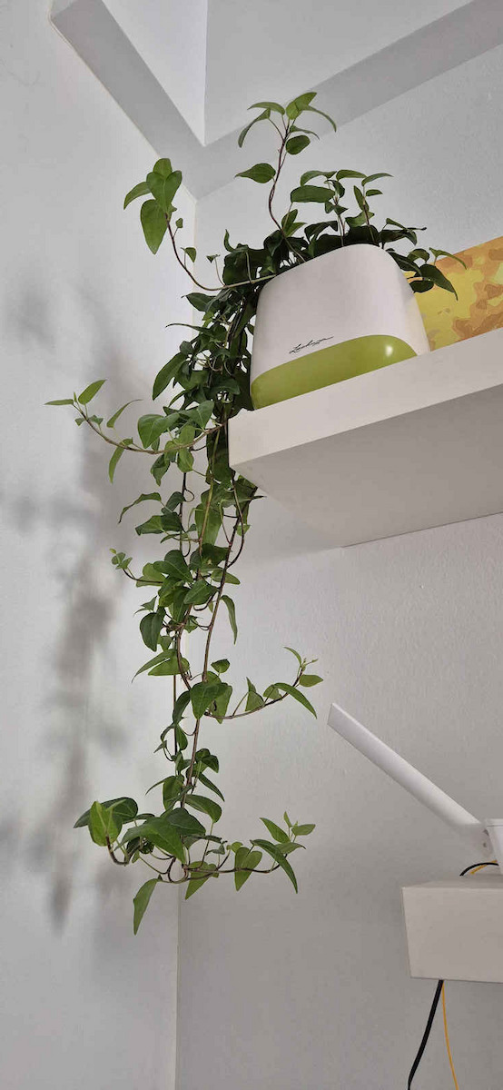 Lechuza Yula Self-watering Pot Plastic 16.5x16.5cm.