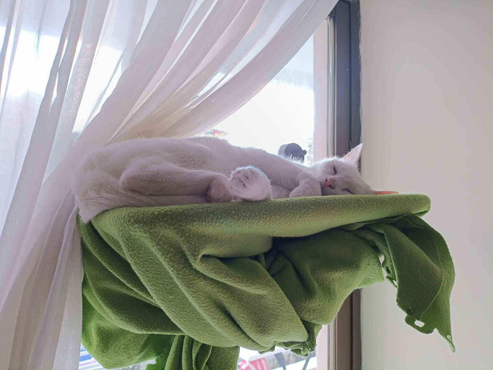 Ebest Cat Bed Strong Suction Cups Window Mount 43x28cm