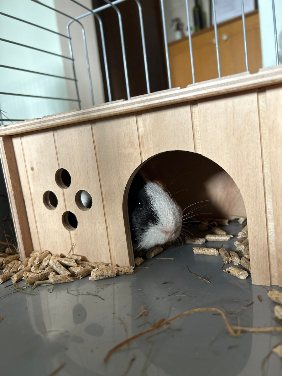 Ferplast House for Guinea pig / Rabbit Sin Wooden 26x17.3x13cm. 84645099