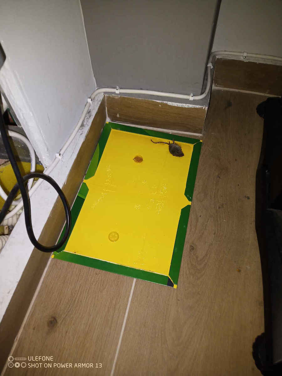 Viosarp Glue Trap 1pcs
