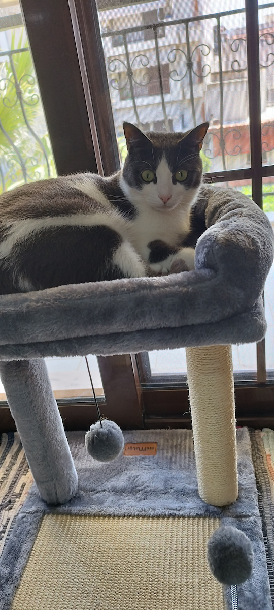 Animal Scratching Post Cat Trees Gray 2 levels 40x40x48cm