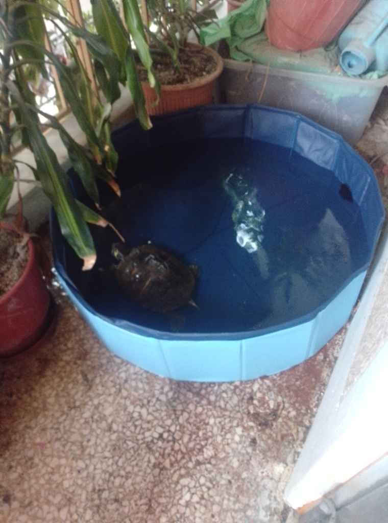 Animal Hundepool 80εκ. Blau 1Stück