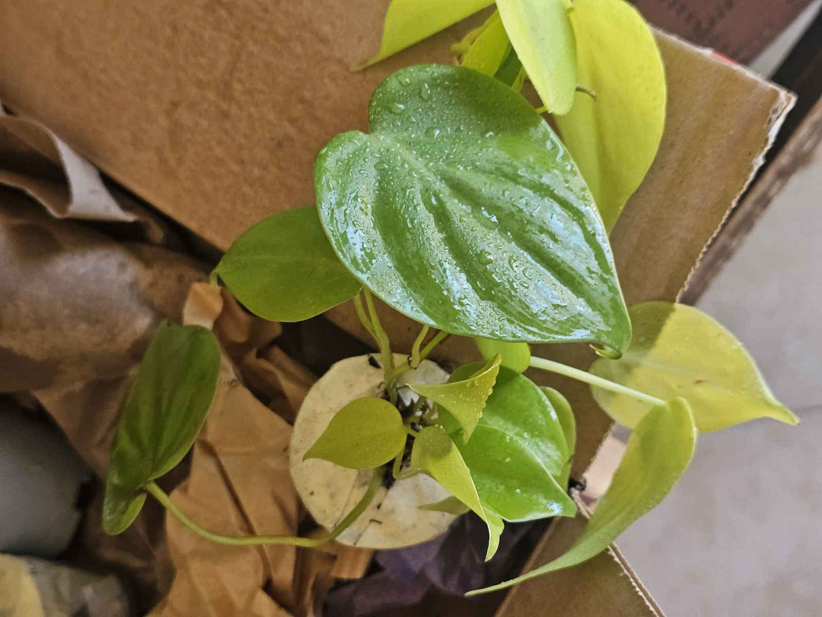 Philodendron 'neon' 6cm