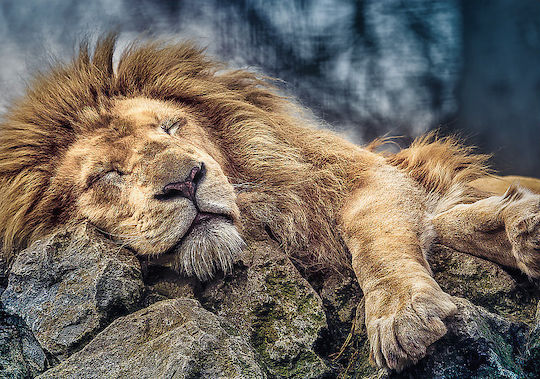 Puzzle Sleeping Lion 2D 1000 Piese
