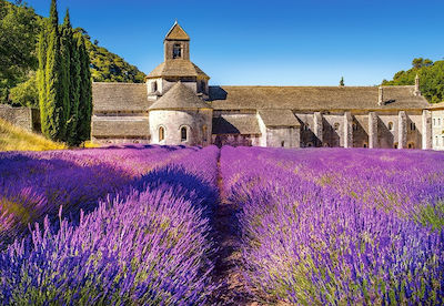 Lavender Field in Provence France Puzzle 2D 1000 Stücke