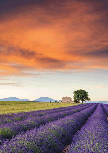 Lavender Field, Provence Puzzle 2D 500 Bucăți