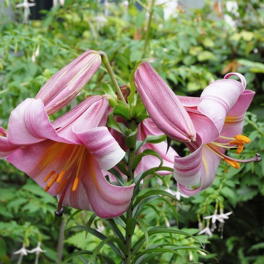 Gemma Λίλιουμ Seeds Lilium 10255