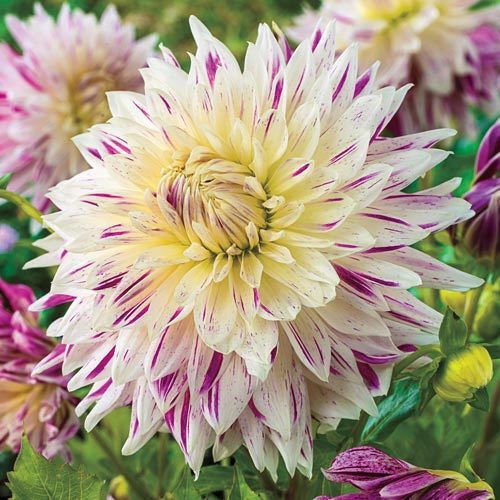 Gemma Dahlia Bulb Dahliaς 10013