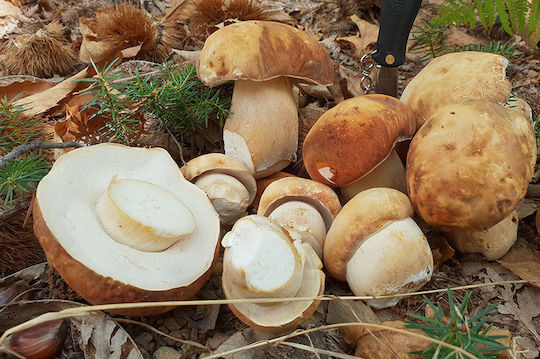 Manitaria Dirfys Ciuperci Porcini uscat (Βασιλομανίταρο) 1buc
