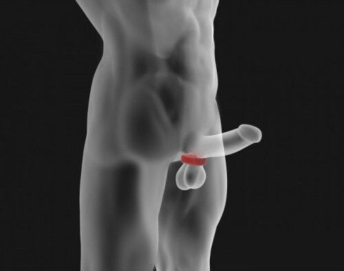 Calexotics Silicone Support Rings Δαχτυλίδι Πέους Σιλικόνης Flesh