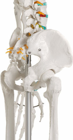Erler Zimmer Human Skeleton Model