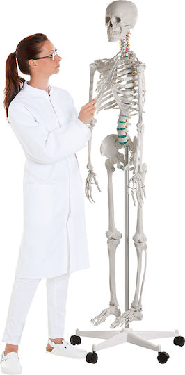 Erler Zimmer Human Skeleton Model