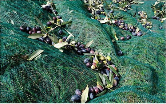 Olive Net 6x12m Density 100gr/m²