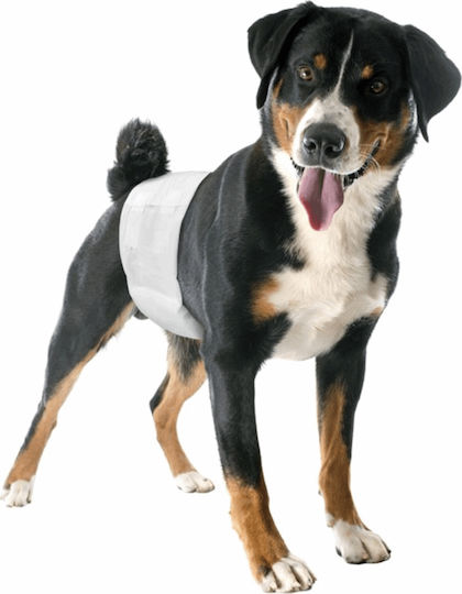Camon Dog Period Panties Large 12pcs