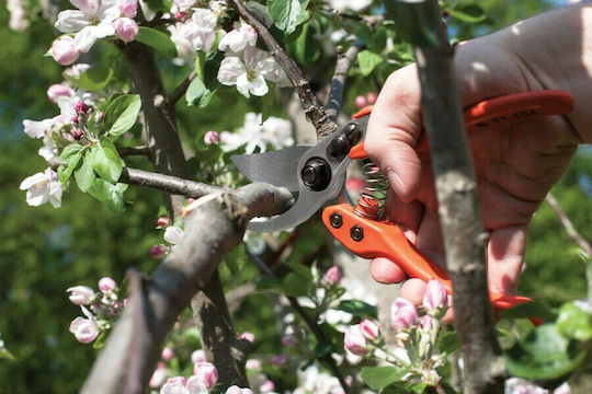 Lowe Baumschere Länge 21cm mit Maximalem Schnittdurchmesser 22mm