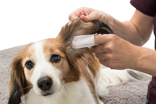 Trixie Earcare 50 Dog & Cat Wipes for Ear Cleansing with Aloe