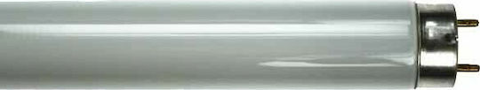 Fluorescent Lamp with Shape T8 14W