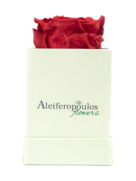 Пантотино Роза в Кутия Aleiferopoulos Flowers Пантотино Роза в Кутия Aleiferopoulos Flowers