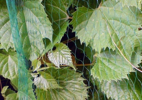 Bradas Repellent Net Birds 4x10m