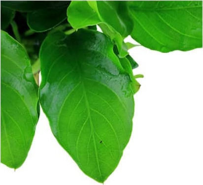 Tropica Anubias Barteri Nana Large Live Aquarium Plant Anubias Barteri