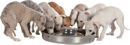 Trixie Junior Stainless Steel Food & Water Bowl for Dog & Cat 1.4lt 29cm