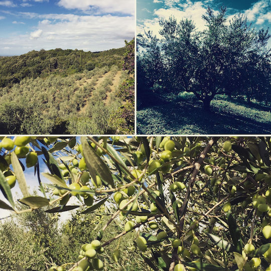 Belia Premium Olive Oil Extra Virgin Olivenöl Εξαιρετικό Παρθένο Ελαιόλαδο 3lt σε Metallischer Behälter