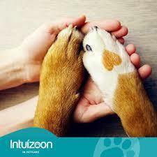 Intuizoon Eucloris Powder Dogs & Cats Προβιοτικά Σκύλου και Γάτας σε Σκόνη 20gr για Ενίσχυση Οργανισμού