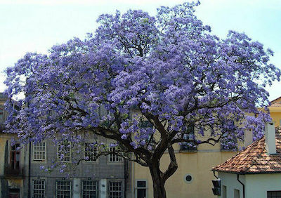 Paulownia Elongata Semințe Paulonia (copac împărătesc)ς 30buc