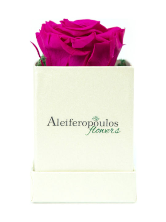 Aleiferopoulos Flowers Eternal Rose Fuchsia 9cm in Box 1pcs