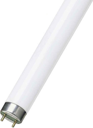 Ledvance Fluorescent Lamp for Socket G13 with Shape T8 36W