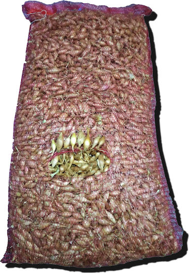 Gemma Zwiebel Zwiebel Kokkari Braun 1kg