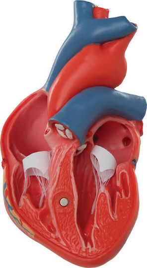 3b Scientific Internal Organs Model